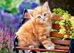 Рижаво котенце - Пъзел от 180 части от колекцията "Premium" - пъзел