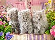 Сиви котета - Пъзел от 300 части от колекцията "Premium" - пъзел