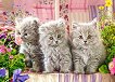 Сиви котета - Пъзел от 260 части от колекцията "Premium" - пъзел