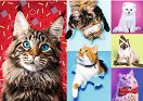 Котки - Пъзел от 1000 части от колекцията "Premium quality" - пъзел