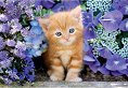Коте - Пъзел от 500 части - пъзел